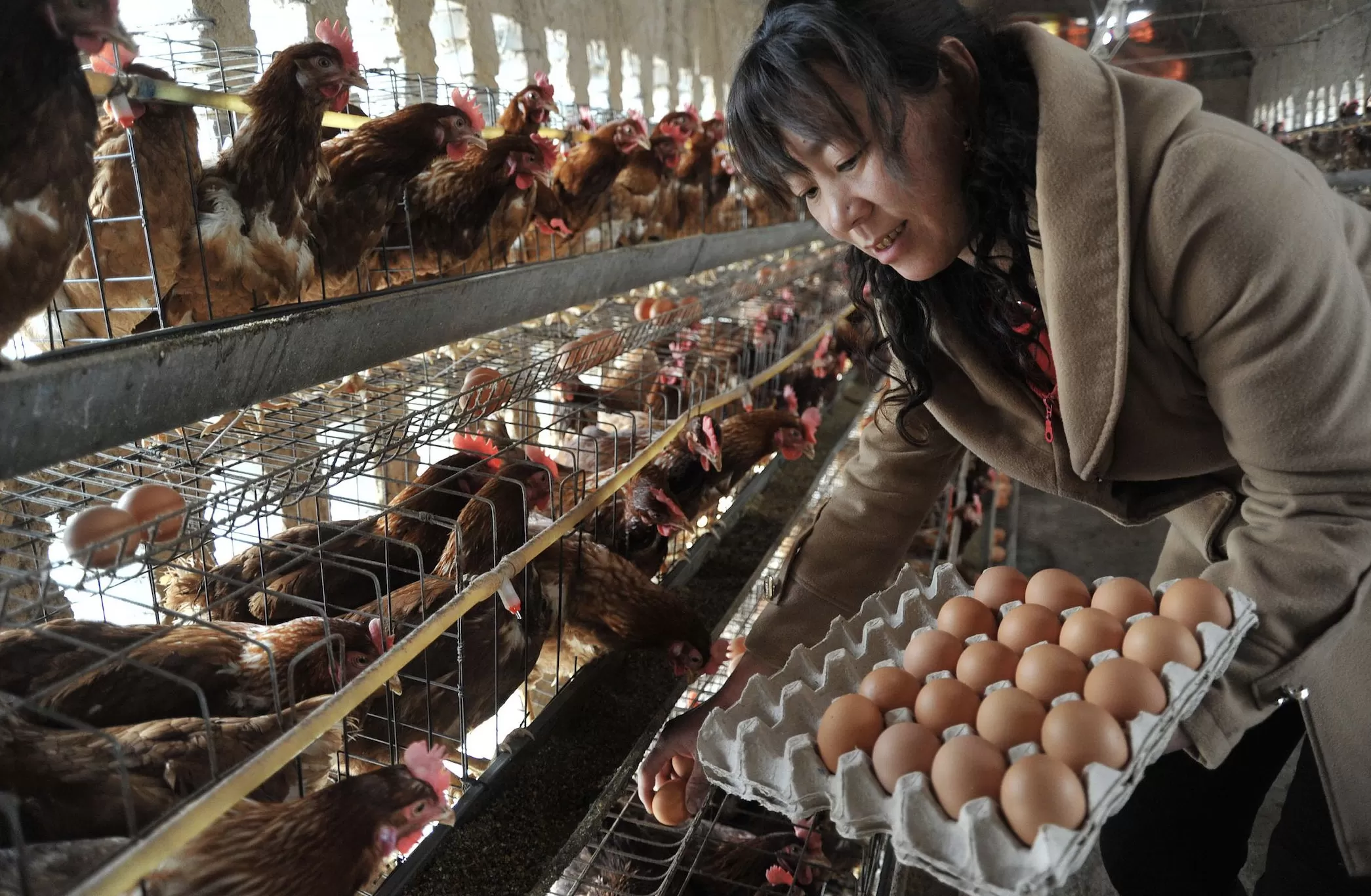 10月鸡蛋批发价同比下降近三成，供应充裕下蛋价仍将受压-第1张图片-