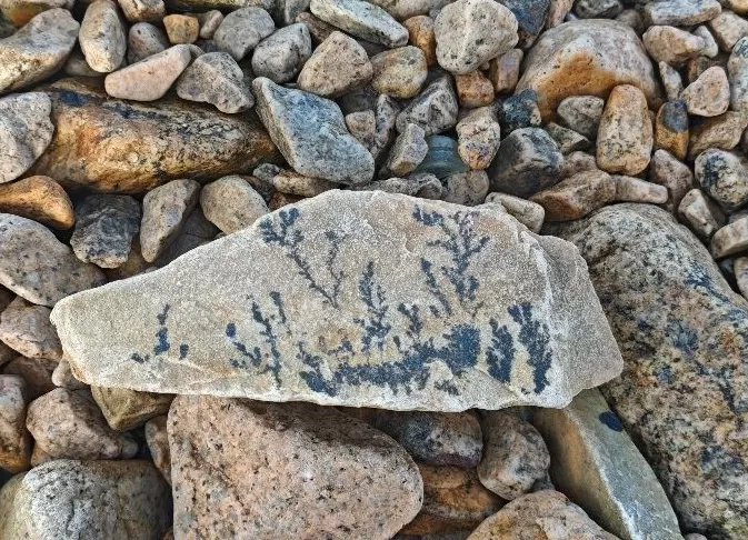 岛屿人类学漫游｜大、小洋山岛：从“洋山鱼”到“洋山港”-第7张图片-