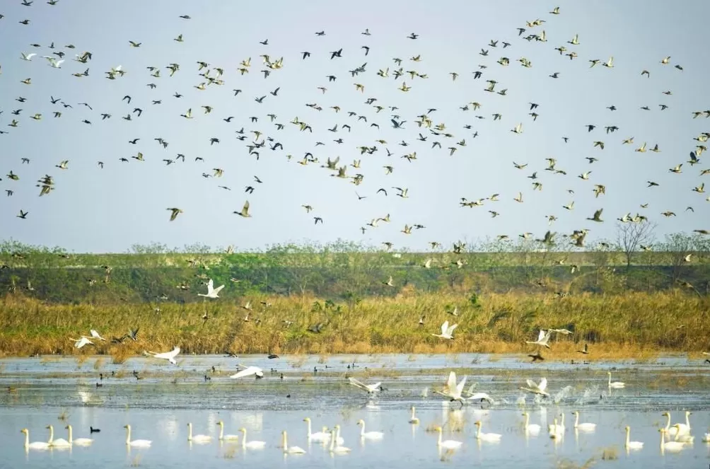 绿色为底：城市IP的可持续发展密码-第2张图片-