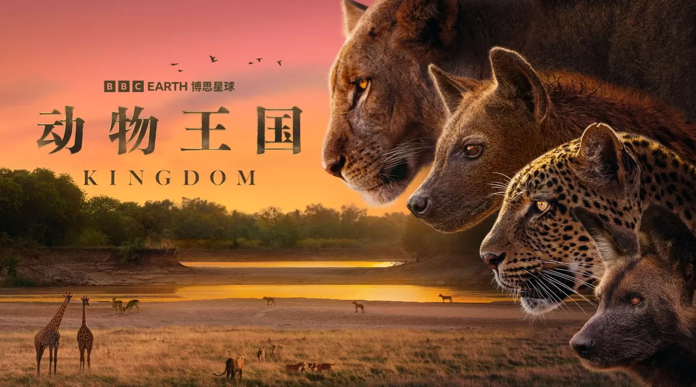 揭秘赞比亚动物界权力游戏,BBC六集纪录片《动物王国》开播-第1张图片- 揭秘赞比亚动物界权力游戏,BBC六集纪录片《动物王国》开播-第1张图片-