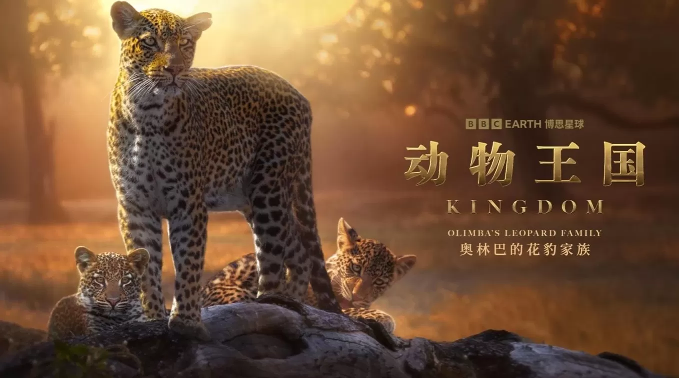 揭秘赞比亚动物界权力游戏,BBC六集纪录片《动物王国》开播-第2张图片- 揭秘赞比亚动物界权力游戏,BBC六集纪录片《动物王国》开播-第2张图片-