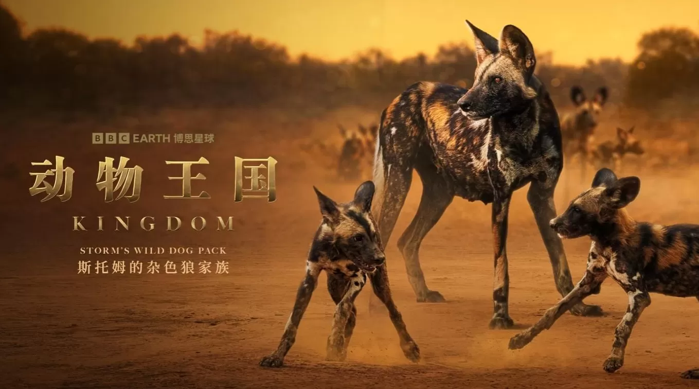 揭秘赞比亚动物界权力游戏,BBC六集纪录片《动物王国》开播-第3张图片- 揭秘赞比亚动物界权力游戏,BBC六集纪录片《动物王国》开播-第3张图片-