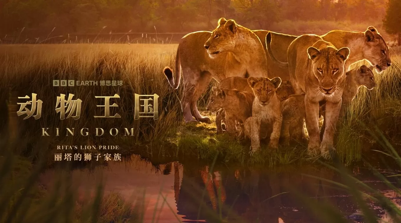 揭秘赞比亚动物界权力游戏,BBC六集纪录片《动物王国》开播-第4张图片- 揭秘赞比亚动物界权力游戏,BBC六集纪录片《动物王国》开播-第4张图片-