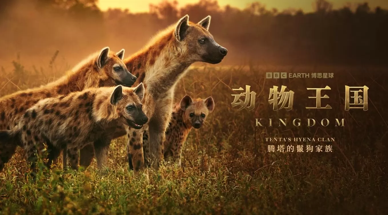 揭秘赞比亚动物界权力游戏,BBC六集纪录片《动物王国》开播-第5张图片- 揭秘赞比亚动物界权力游戏,BBC六集纪录片《动物王国》开播-第5张图片-