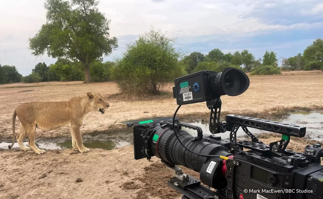 揭秘赞比亚动物界权力游戏,BBC六集纪录片《动物王国》开播-第6张图片- 揭秘赞比亚动物界权力游戏,BBC六集纪录片《动物王国》开播-第6张图片-