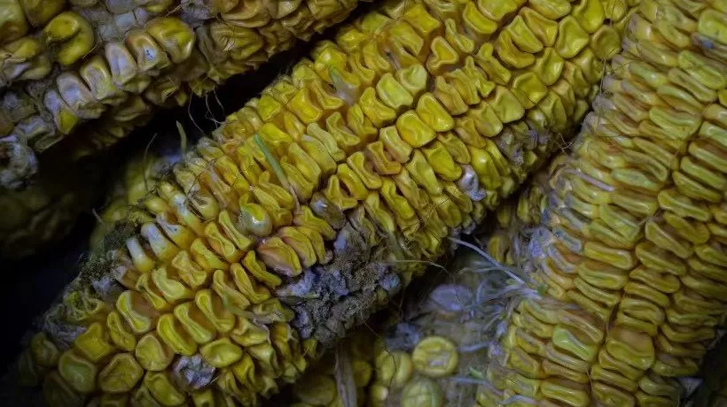 应急管理部：10月河南等地秋收受阻，13.3万人需紧急救助-第1张图片-