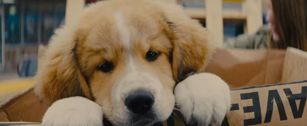 电影里的真动物越来越少，奥斯卡是否该为它们设立表演奖-第5张图片-