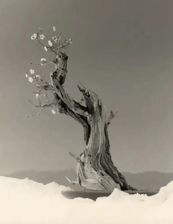 2025西岸艺博会在沪开幕,当代艺术市场上摄影作品不多-第5张图片- 2025西岸艺博会在沪开幕,当代艺术市场上摄影作品不多-第5张图片-