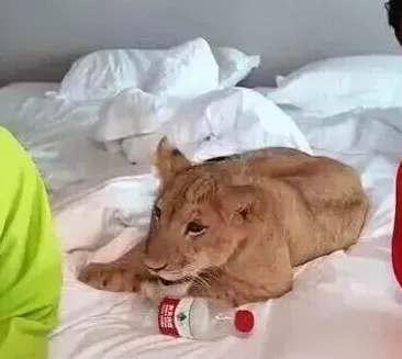 酒店推出“萌狮叫早”服务引热议,合法吗?-第4张图片- 酒店推出“萌狮叫早”服务引热议,合法吗?-第4张图片-