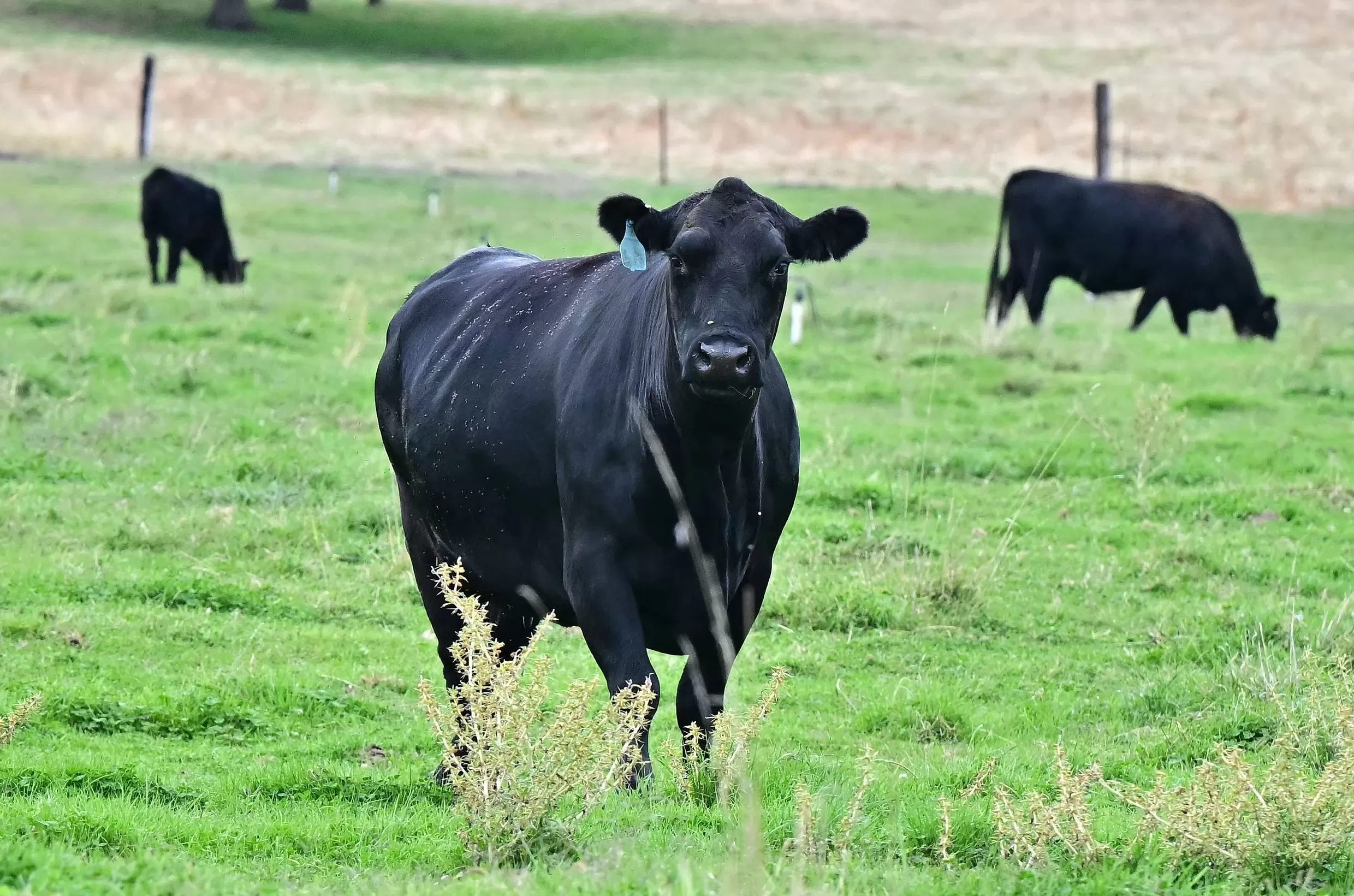 白宫将部分农产品移出“对等关税”清单,还要求处理相关退税-第1张图片- 白宫将部分农产品移出“对等关税”清单,还要求处理相关退税-第1张图片-