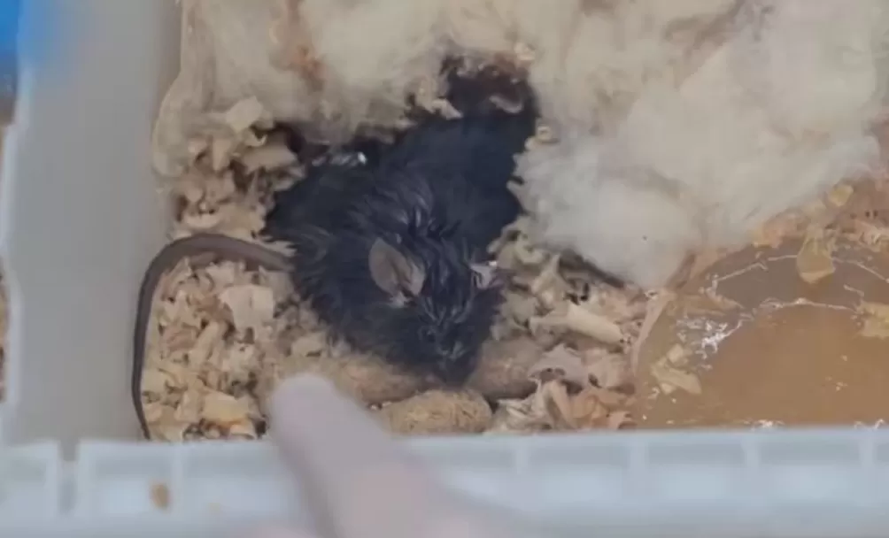 小鼠、斑马鱼等空间站第九批科学实验样品顺利返回并交付科学家-第1张图片-