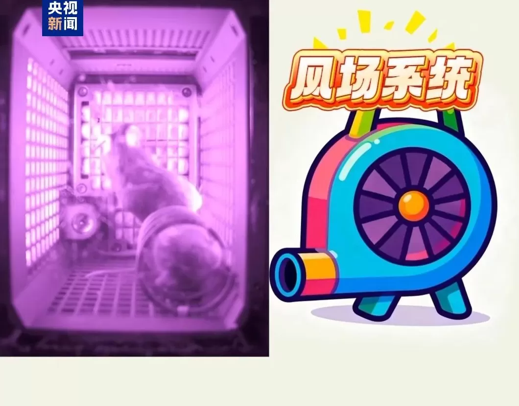 四位特殊“航天员”回到地球:“超长加班”,意外让小鼠科研价值翻倍-第2张图片- 四位特殊“航天员”回到地球:“超长加班”,意外让小鼠科研价值翻倍-第2张图片-