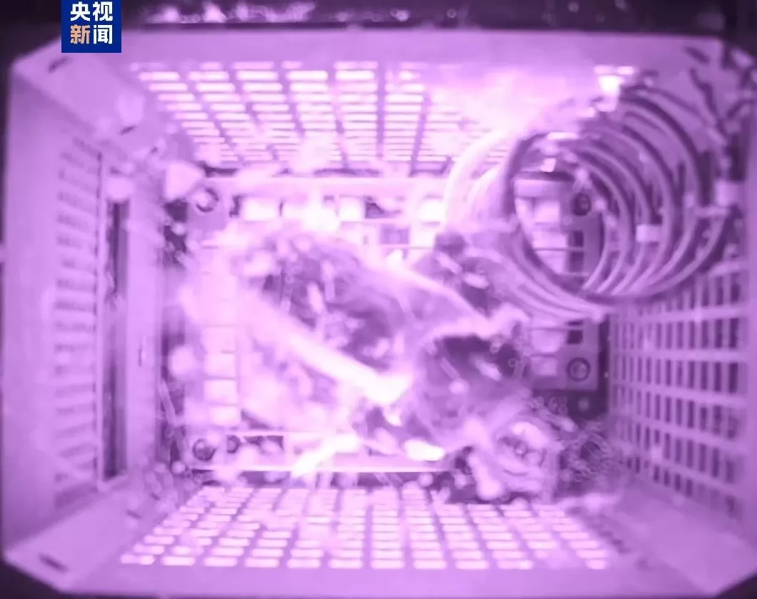 四位特殊“航天员”回到地球:“超长加班”,意外让小鼠科研价值翻倍-第3张图片- 四位特殊“航天员”回到地球:“超长加班”,意外让小鼠科研价值翻倍-第3张图片-