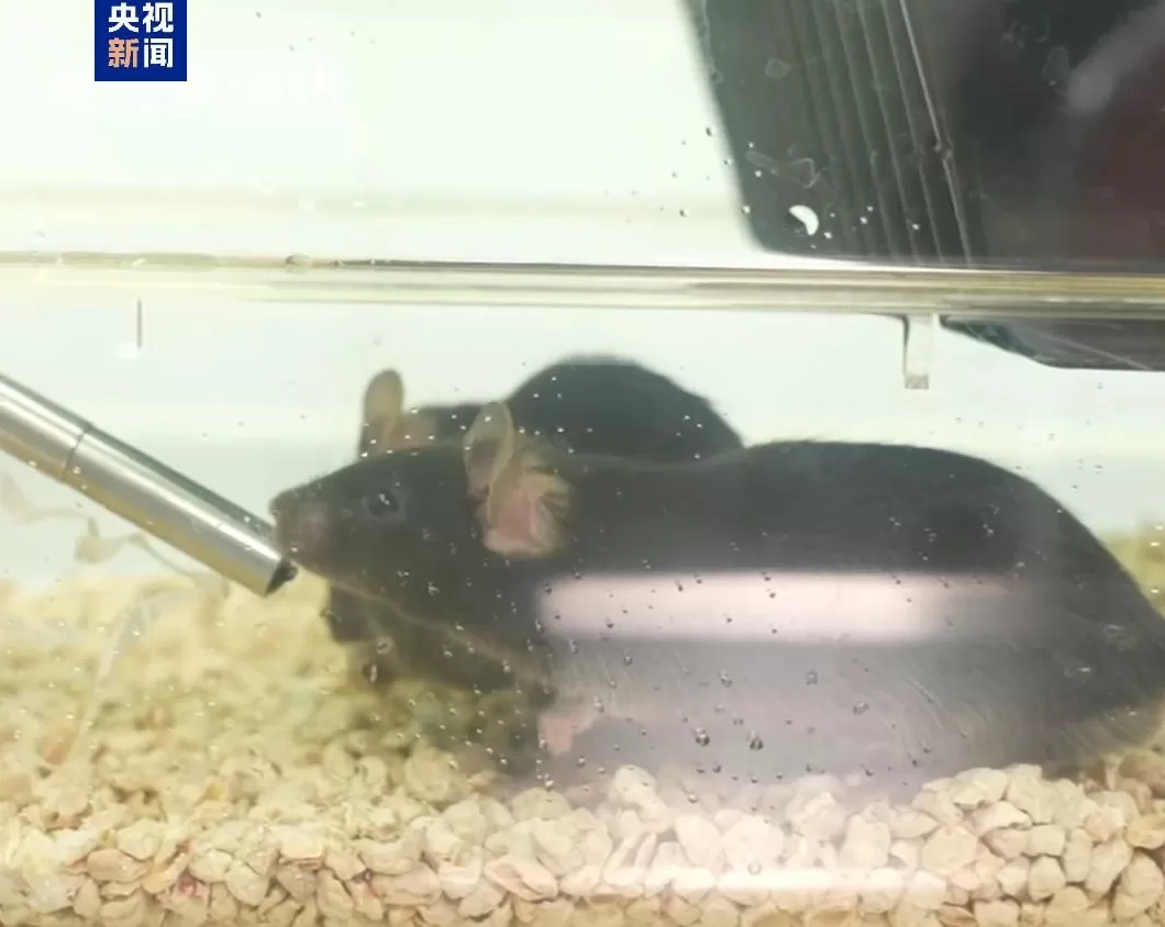 四位特殊“航天员”回到地球:“超长加班”,意外让小鼠科研价值翻倍-第4张图片- 四位特殊“航天员”回到地球:“超长加班”,意外让小鼠科研价值翻倍-第4张图片-