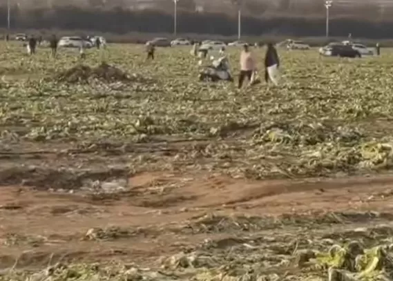 一则谣言毁了近200亩白菜,损失逾百万!责任谁担?-第3张图片- 一则谣言毁了近200亩白菜,损失逾百万!责任谁担?-第3张图片-