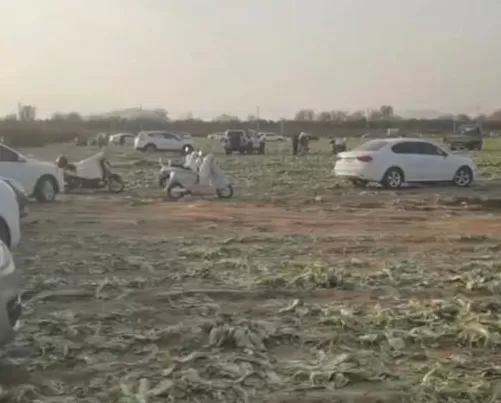 一则谣言毁了近200亩白菜,损失逾百万!责任谁担?-第1张图片- 一则谣言毁了近200亩白菜,损失逾百万!责任谁担?-第1张图片-