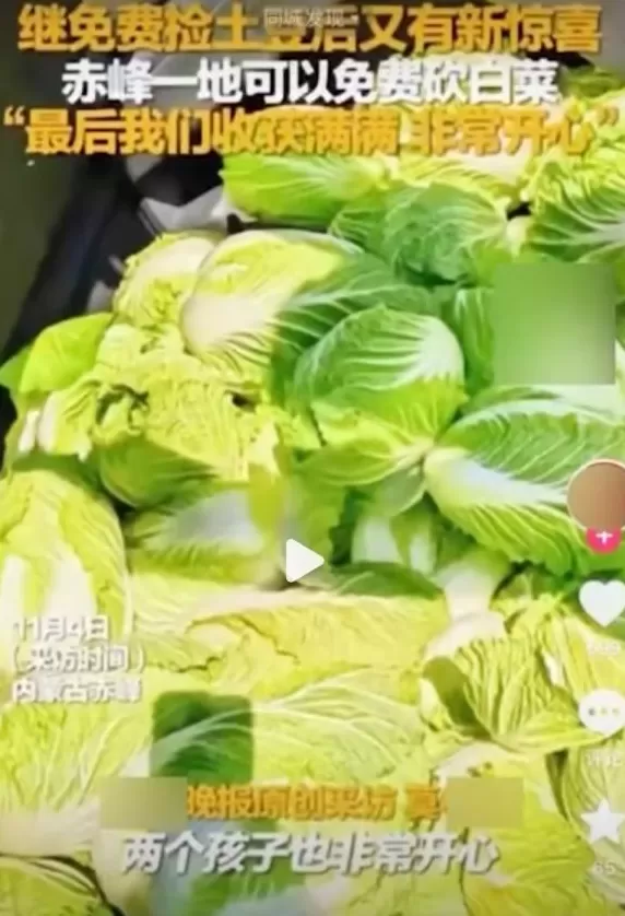 一则谣言毁了近200亩白菜,损失逾百万!责任谁担?-第5张图片- 一则谣言毁了近200亩白菜,损失逾百万!责任谁担?-第5张图片-