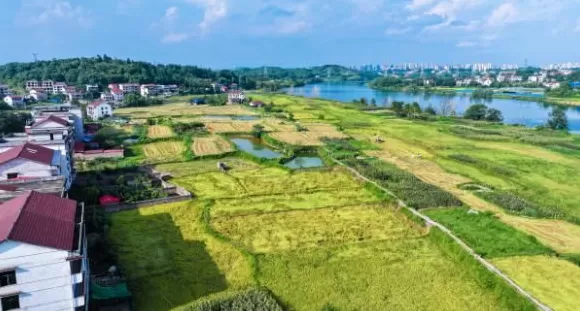 【理响中国·一线探新】产业振兴绘就“诗画田园”-第1张图片- 【理响中国·一线探新】产业振兴绘就“诗画田园”-第1张图片-