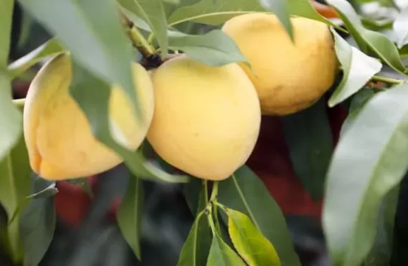 【理响中国·一线探新】产业振兴绘就“诗画田园”-第3张图片- 【理响中国·一线探新】产业振兴绘就“诗画田园”-第3张图片-