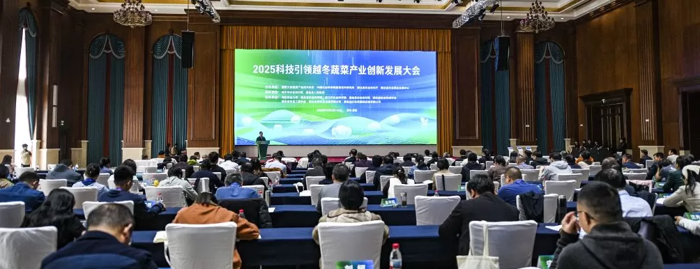 从90%靠进口到70%用国产,我国越冬甘蓝打赢“种子翻身仗”-第1张图片- 从90%靠进口到70%用国产,我国越冬甘蓝打赢“种子翻身仗”-第1张图片-