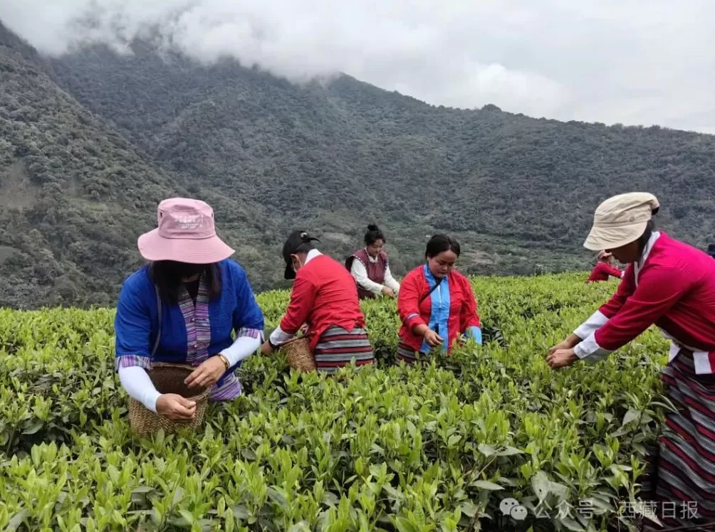 113000000元!墨脱真棒!-第2张图片- 113000000元!墨脱真棒!-第2张图片-