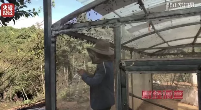 央视曝光:“杀人蜂”遭滥养,有人赚得盆满钵满-第6张图片- 央视曝光:“杀人蜂”遭滥养,有人赚得盆满钵满-第6张图片-