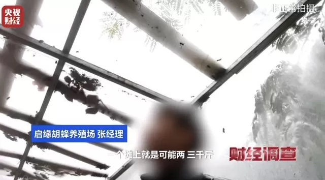 央视曝光:“杀人蜂”遭滥养,有人赚得盆满钵满-第5张图片- 央视曝光:“杀人蜂”遭滥养,有人赚得盆满钵满-第5张图片-