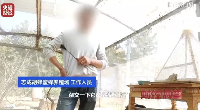 央视曝光:“杀人蜂”遭滥养,有人赚得盆满钵满-第9张图片- 央视曝光:“杀人蜂”遭滥养,有人赚得盆满钵满-第9张图片-