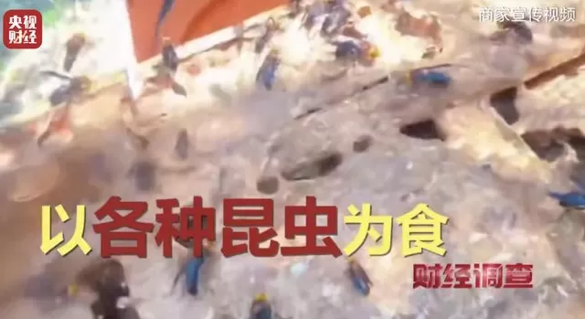 央视曝光:“杀人蜂”遭滥养,有人赚得盆满钵满-第13张图片- 央视曝光:“杀人蜂”遭滥养,有人赚得盆满钵满-第13张图片-