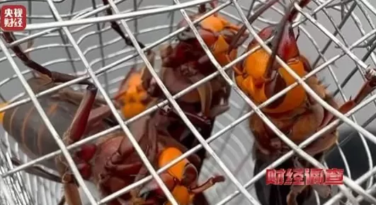 央视曝光:“杀人蜂”遭滥养,有人赚得盆满钵满-第10张图片- 央视曝光:“杀人蜂”遭滥养,有人赚得盆满钵满-第10张图片-