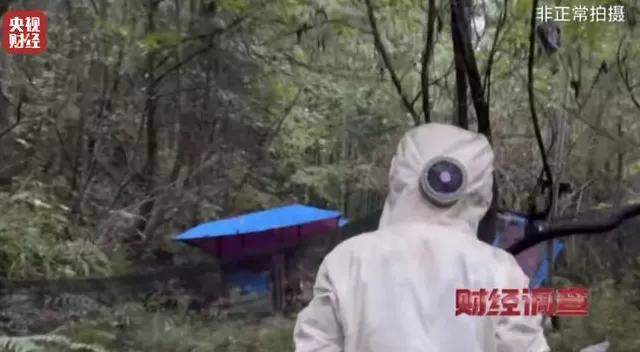 央视曝光:“杀人蜂”遭滥养,有人赚得盆满钵满-第14张图片- 央视曝光:“杀人蜂”遭滥养,有人赚得盆满钵满-第14张图片-