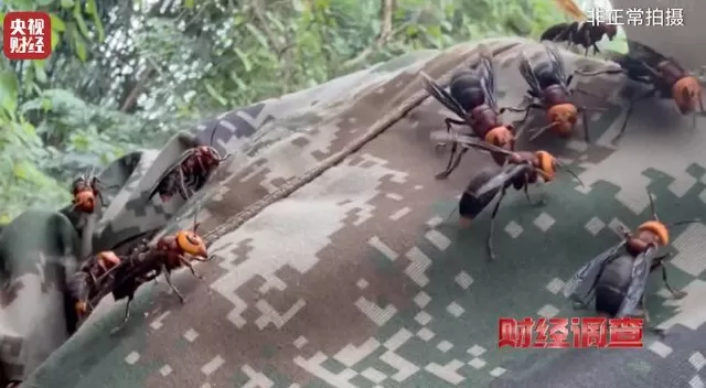 央视曝光:“杀人蜂”遭滥养,有人赚得盆满钵满-第16张图片- 央视曝光:“杀人蜂”遭滥养,有人赚得盆满钵满-第16张图片-