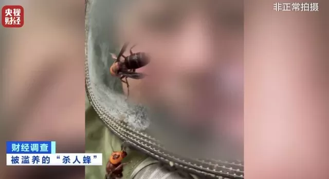 央视曝光:“杀人蜂”遭滥养,有人赚得盆满钵满-第15张图片- 央视曝光:“杀人蜂”遭滥养,有人赚得盆满钵满-第15张图片-
