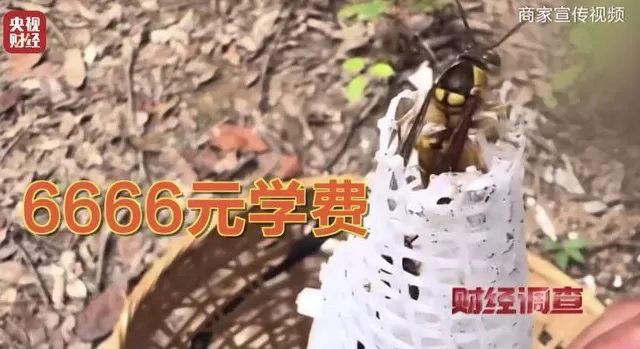 央视曝光:“杀人蜂”遭滥养,有人赚得盆满钵满-第21张图片- 央视曝光:“杀人蜂”遭滥养,有人赚得盆满钵满-第21张图片-
