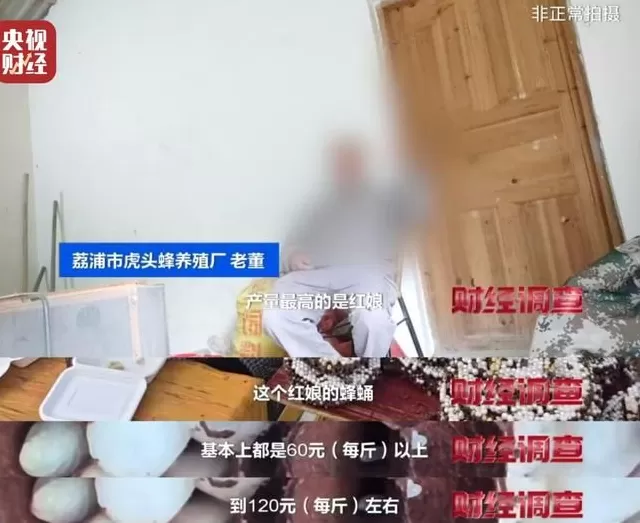 央视曝光:“杀人蜂”遭滥养,有人赚得盆满钵满-第18张图片- 央视曝光:“杀人蜂”遭滥养,有人赚得盆满钵满-第18张图片-