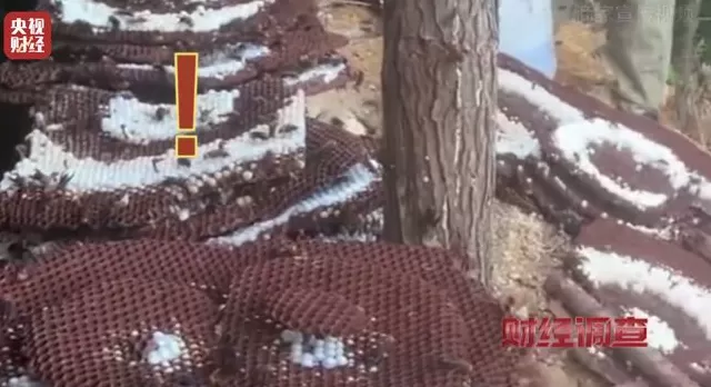 央视曝光:“杀人蜂”遭滥养,有人赚得盆满钵满-第24张图片- 央视曝光:“杀人蜂”遭滥养,有人赚得盆满钵满-第24张图片-