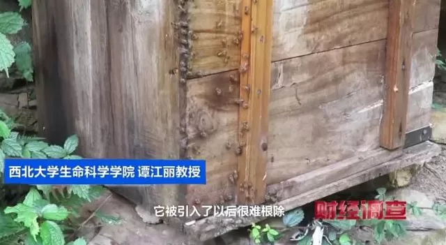 央视曝光:“杀人蜂”遭滥养,有人赚得盆满钵满-第25张图片- 央视曝光:“杀人蜂”遭滥养,有人赚得盆满钵满-第25张图片-