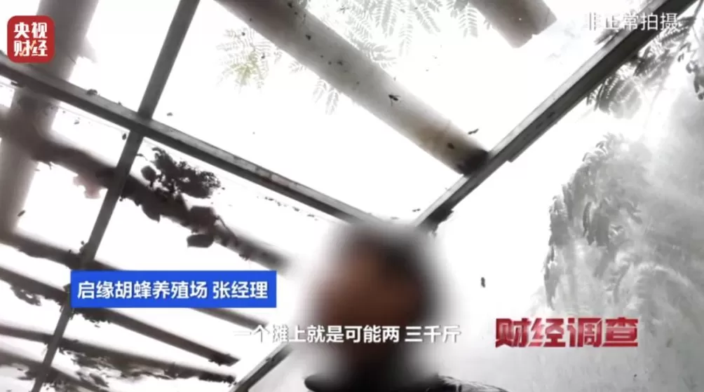 “杀人蜂”遭滥养!有人赚得盆满钵满-第5张图片- “杀人蜂”遭滥养!有人赚得盆满钵满-第5张图片-