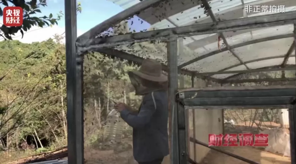 “杀人蜂”遭滥养!有人赚得盆满钵满-第6张图片- “杀人蜂”遭滥养!有人赚得盆满钵满-第6张图片-