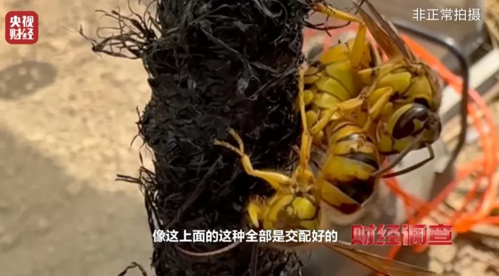 “杀人蜂”遭滥养!有人赚得盆满钵满-第7张图片- “杀人蜂”遭滥养!有人赚得盆满钵满-第7张图片-