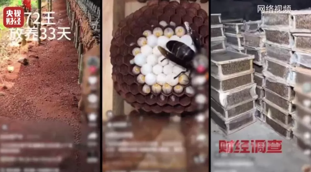 “杀人蜂”遭滥养!有人赚得盆满钵满-第11张图片- “杀人蜂”遭滥养!有人赚得盆满钵满-第11张图片-