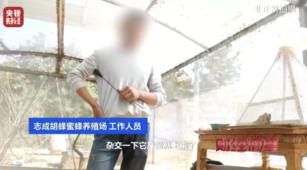“杀人蜂”遭滥养!有人赚得盆满钵满-第9张图片- “杀人蜂”遭滥养!有人赚得盆满钵满-第9张图片-