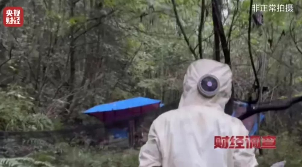 “杀人蜂”遭滥养!有人赚得盆满钵满-第14张图片- “杀人蜂”遭滥养!有人赚得盆满钵满-第14张图片-