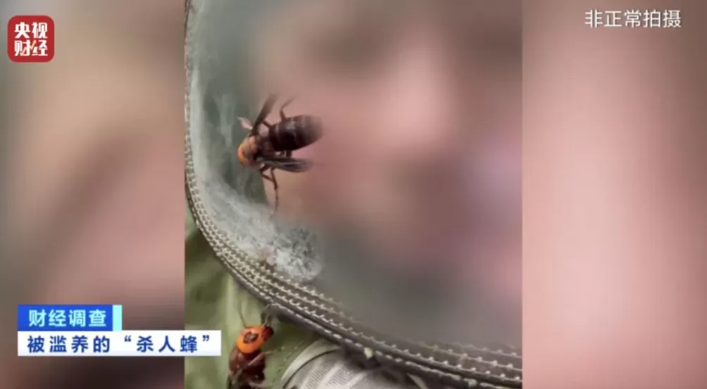 “杀人蜂”遭滥养!有人赚得盆满钵满-第15张图片- “杀人蜂”遭滥养!有人赚得盆满钵满-第15张图片-