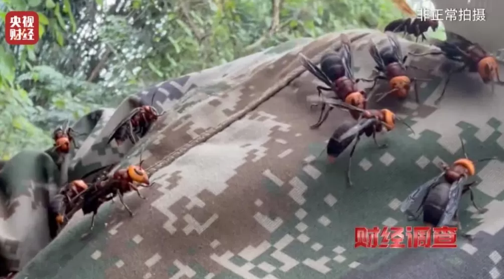 “杀人蜂”遭滥养!有人赚得盆满钵满-第16张图片- “杀人蜂”遭滥养!有人赚得盆满钵满-第16张图片-