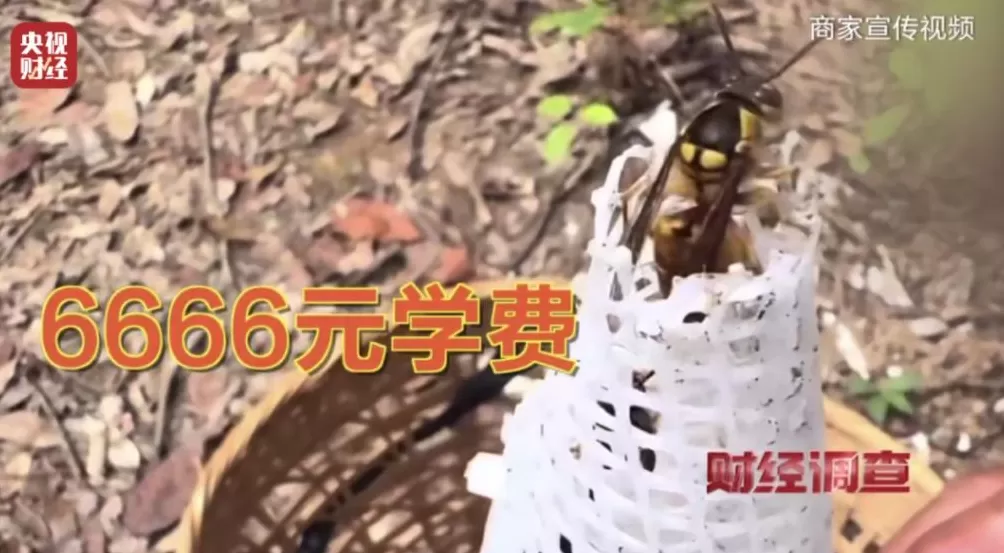 “杀人蜂”遭滥养!有人赚得盆满钵满-第21张图片- “杀人蜂”遭滥养!有人赚得盆满钵满-第21张图片-