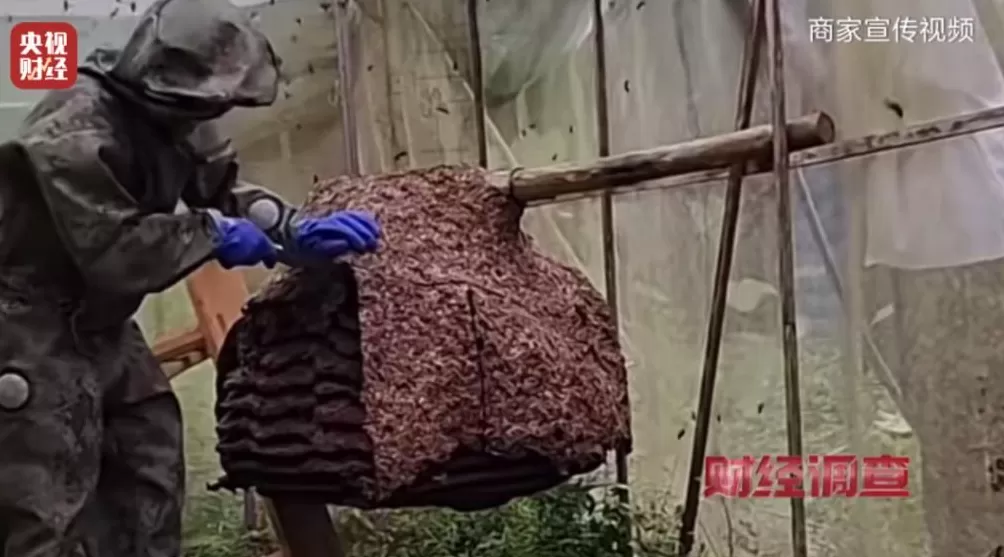 “杀人蜂”遭滥养!有人赚得盆满钵满-第26张图片- “杀人蜂”遭滥养!有人赚得盆满钵满-第26张图片-