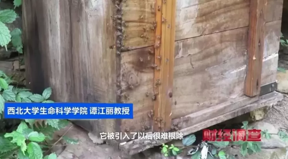 “杀人蜂”遭滥养!有人赚得盆满钵满-第25张图片- “杀人蜂”遭滥养!有人赚得盆满钵满-第25张图片-