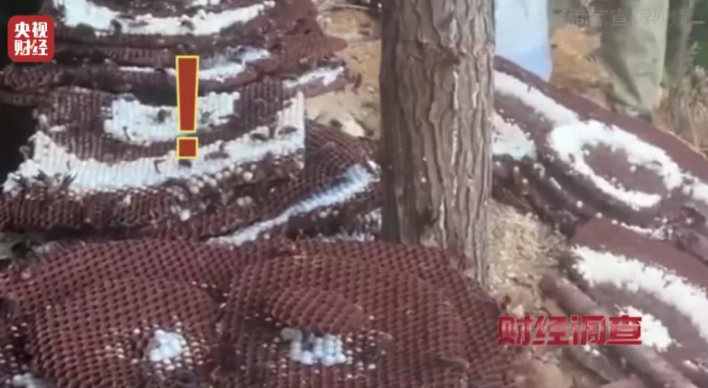 “杀人蜂”遭滥养!有人赚得盆满钵满-第24张图片- “杀人蜂”遭滥养!有人赚得盆满钵满-第24张图片-