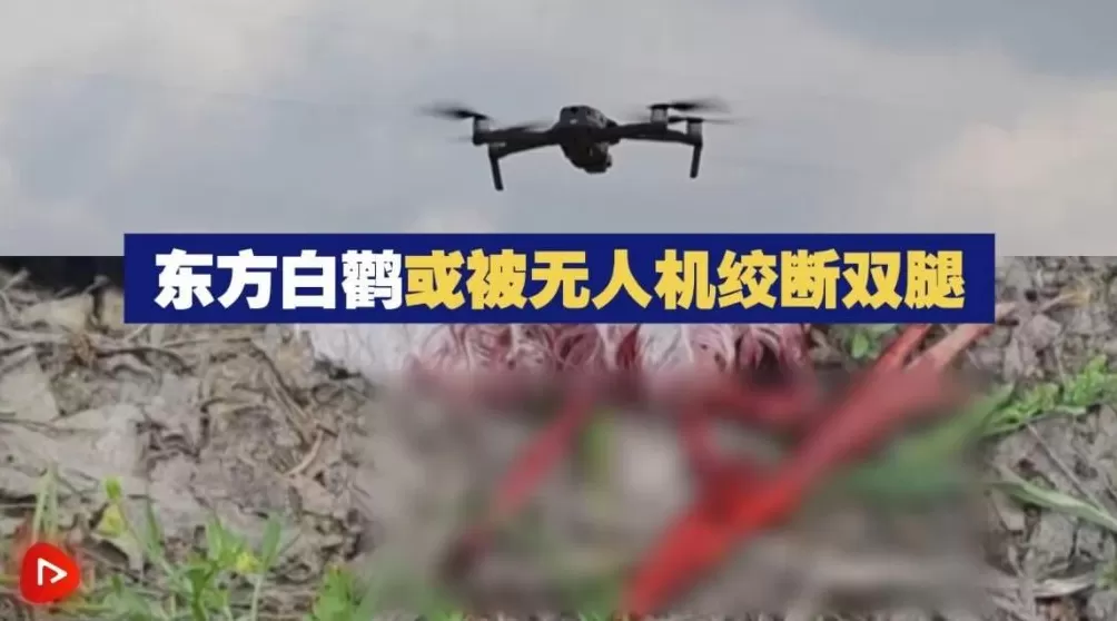 全世界的动物,都怕了这种出片神器-第3张图片- 全世界的动物,都怕了这种出片神器-第3张图片-